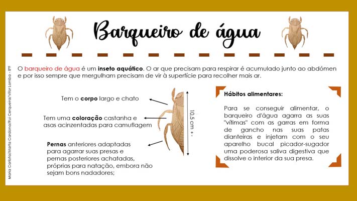 22 Barqueiro 8ºF