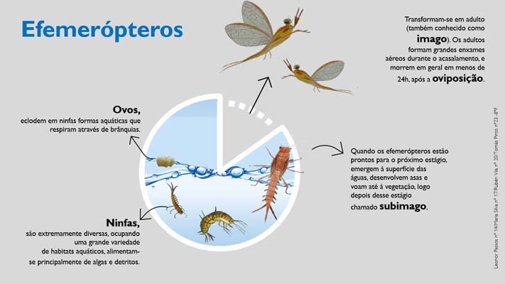 23 Efemeroptero 8ºF
