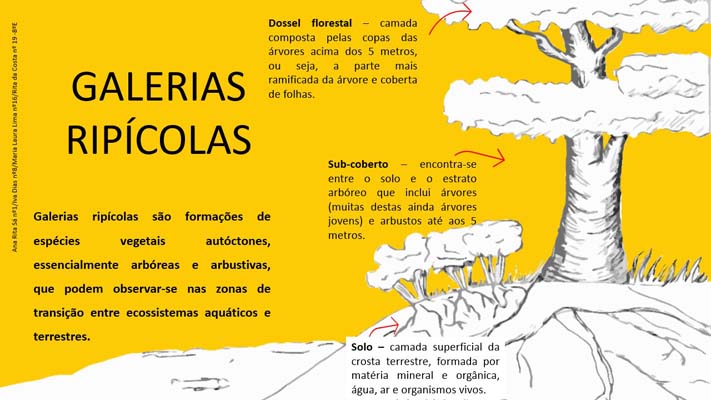 24 GaleriaRipicula 8ºE