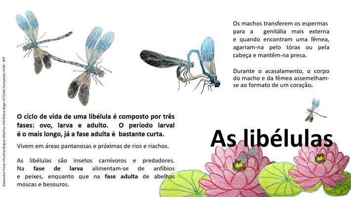 26 Libelula 8ºF