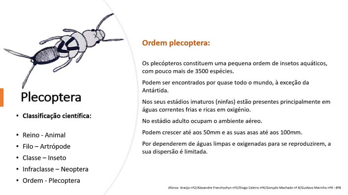 3 Plecopteva 8ºB