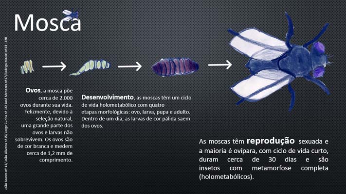 5 Mosca 8ºB