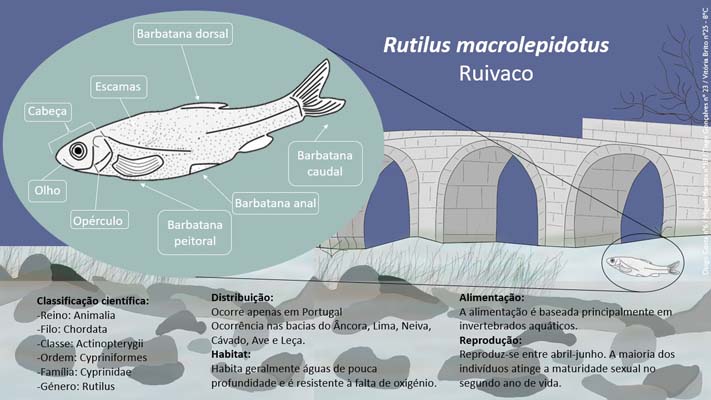 8 Ruivaco 8ºC