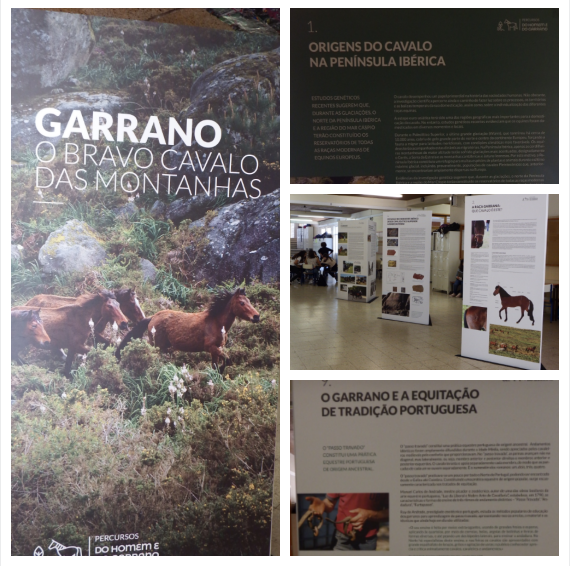 garrano