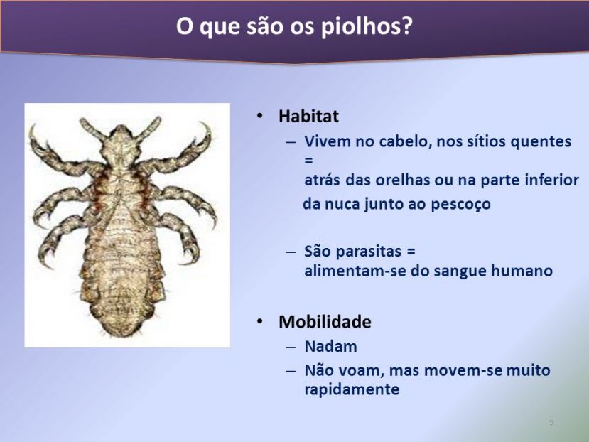 Pediculose: prevenção
